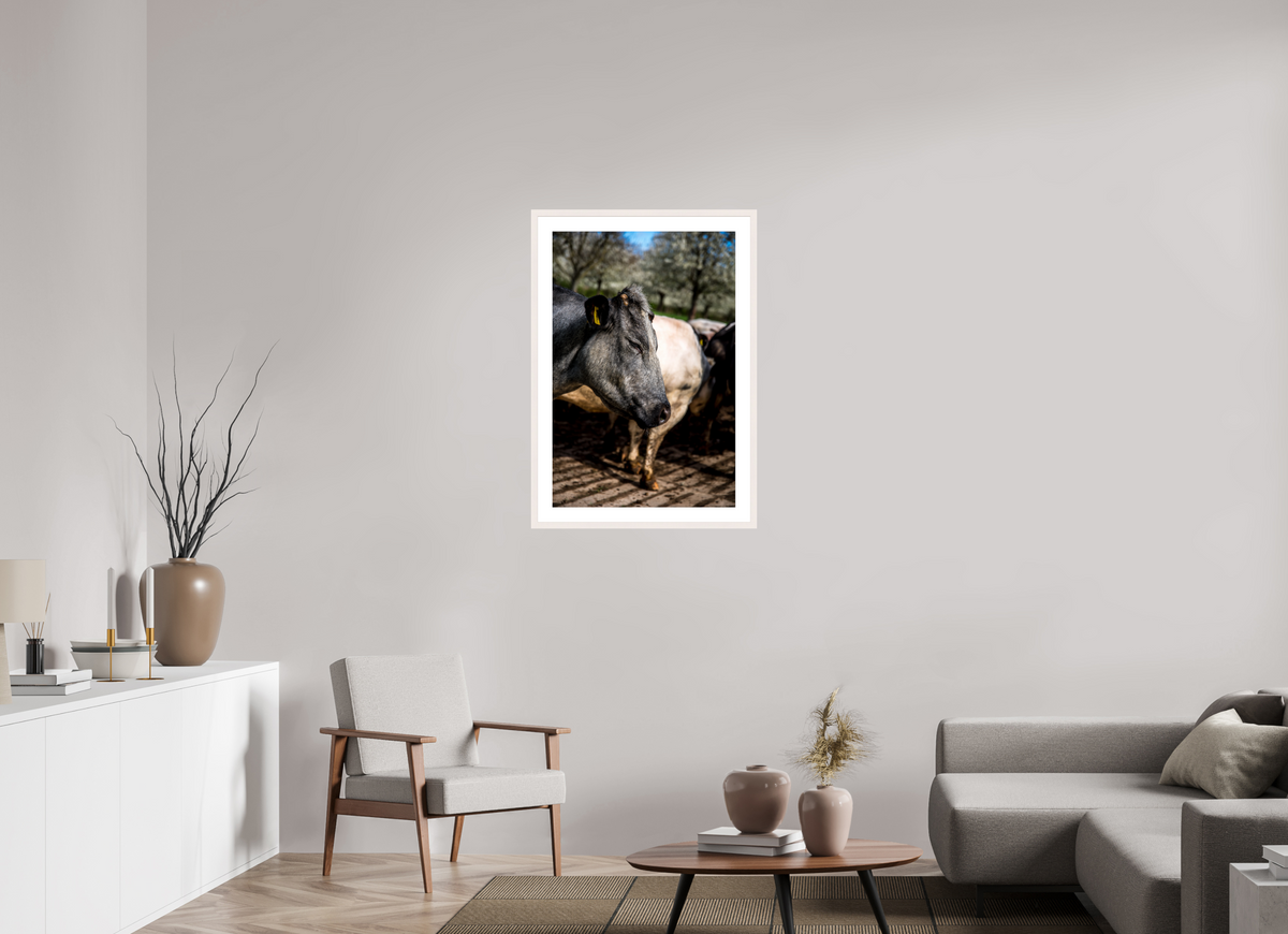 60 x 90 cm, Fotoprint met houten lijst - Esdoorn wit Limburgse Bleu belge rund