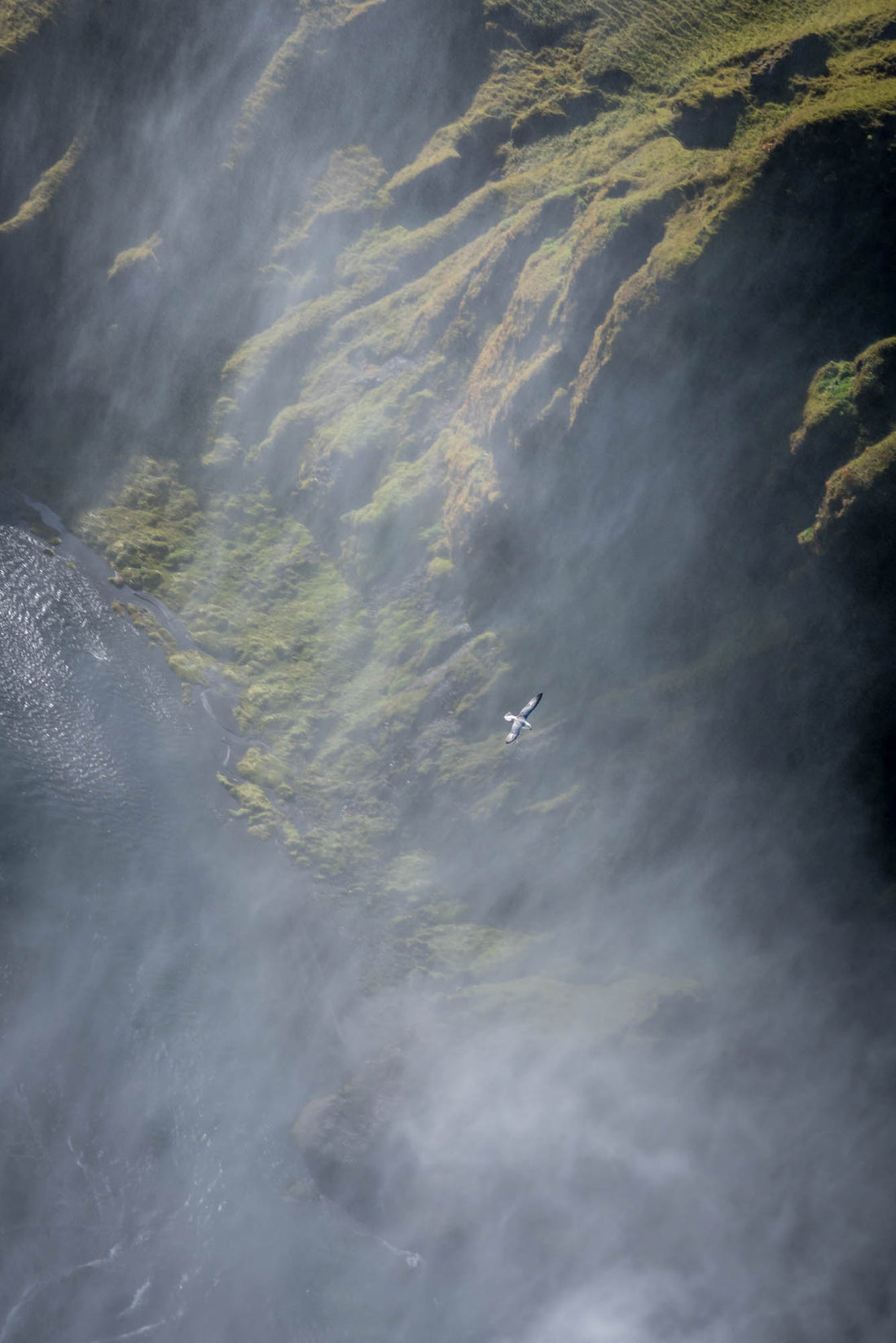 Animal Photography — Image & Beast