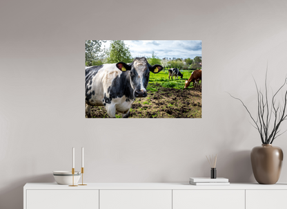 90 x 60 cm, Fotoprint zonder lijst Bleu Belge rund uit Limburg
