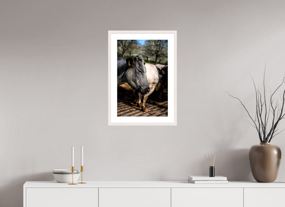 40 x 60 cm, Fotoprint met houten lijst - Esdoorn wit Limburgse Bleu belge rund