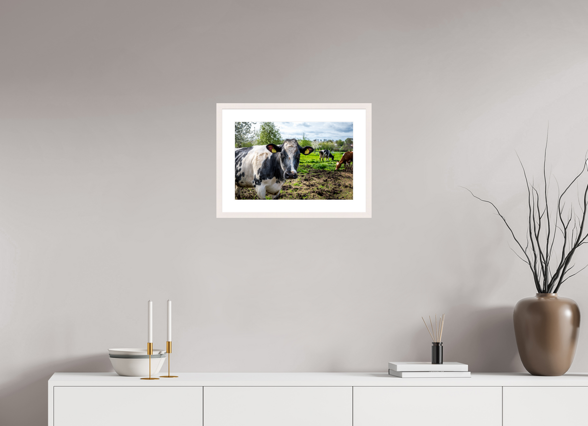 45 x 30 cm, Fotoprint met houten lijst - Esdoorn wit Bleu Belge rund uit Limburg