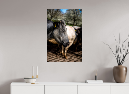 60 x 90 cm, Fotoprint zonder lijst Limburgse Bleu belge rund