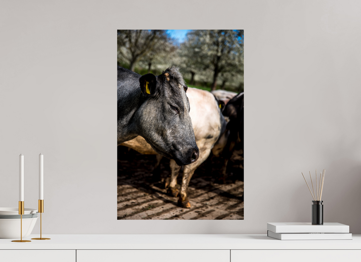40 x 60 cm, Fotoprint zonder lijst Limburgse Bleu belge rund