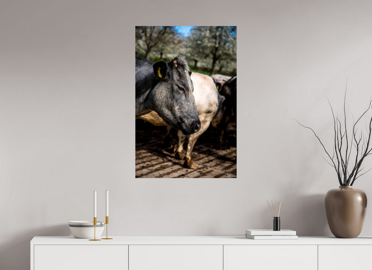 60 x 90 cm, Fotoprint op alu-Dibond Limburgse Bleu belge rund