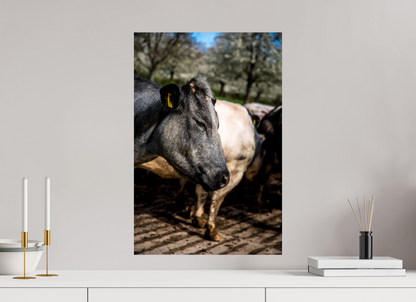 40 x 60 cm, Fotoprint op alu-Dibond Limburgse Bleu belge rund