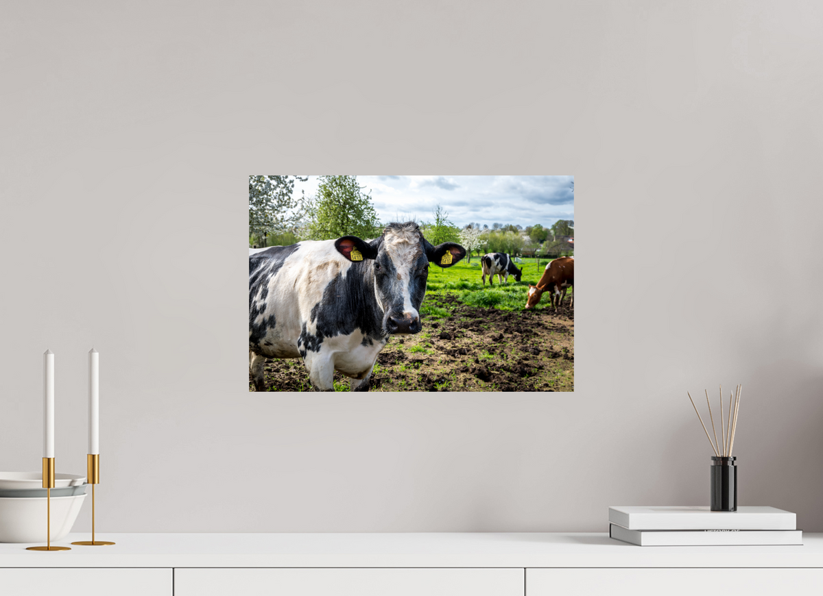 45 x 30 cm, Fotoprint zonder lijst Bleu Belge rund uit Limburg