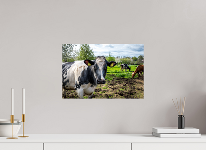 45 x 30 cm, Fotoprint zonder lijst Bleu Belge rund uit Limburg
