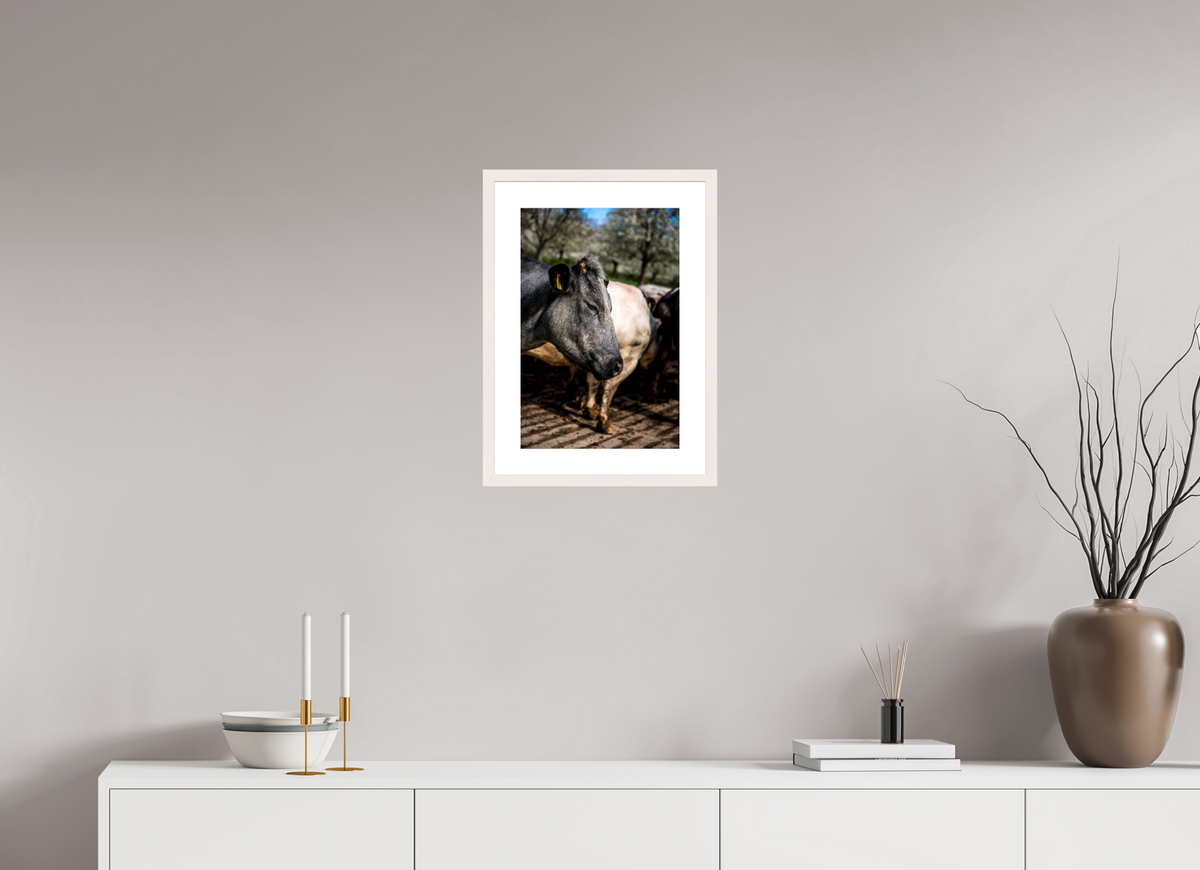 30 x 45 cm, Fotoprint met houten lijst - Esdoorn wit Limburgse Bleu belge rund