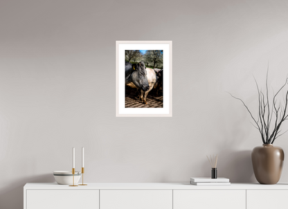 30 x 45 cm, Fotoprint met houten lijst - Esdoorn wit Limburgse Bleu belge rund