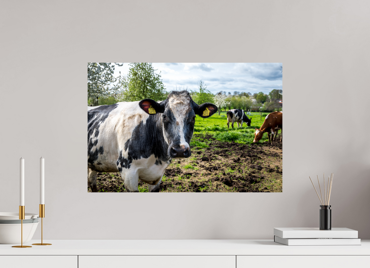 60 x 40 cm, Fotoprint zonder lijst Bleu Belge rund uit Limburg